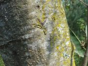 En Zaragoza temen por extrañas marcas en arboles, Policía se mantiene alerta