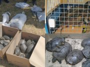 PROFEPA asegura 182 ejemplares de vida silvestre en Puebla