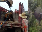 En Cuetzalan rescatan a caballo y a un torete tras caer por un barranco