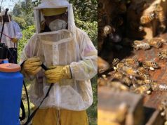 PC Tlatlauquitepec invita a reportar presencia de enjambres