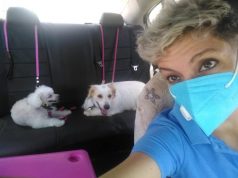 Veracruzana emprendedora ofrece servicio de taxi para mascotas