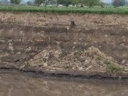 ¡Ya no está! Nuevo perrito en el socavón pudo haber salido sin ayuda: Gobierno de Puebla