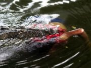 Enorme cocodrilo ataca y mata a una mujer en Tampico