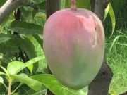 Siembran los mangos más caros del mundo por accidente; tienen que pagar por seguridad privada