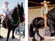 Fernández de Cevallos se mofa de AMLO montando a caballo: «tiene razón tartufo, no somos iguales»