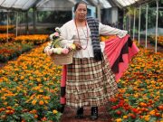 Promueve SDR consumo de cempasúchil para temporada de Día de Muertos