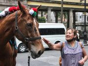 ¡A todo galope! México inicia producción de suero equino para tratar Covid-19
