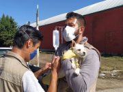 Atendió el IBA mil 246 animales afectados por explosión