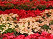 Anuncian feria de la nochebuena en Atlixco; producirán más de un millón de plantas