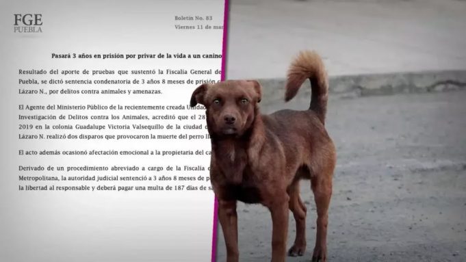 sentencia-perro-1024x576.jpeg