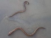 Cierran playas de Guayabitos ante ataques de morenas y otras serpientes venenosas