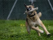 La raza de los perros no determina su comportamiento, señala estudio