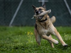 La raza de los perros no determina su comportamiento, señala estudio