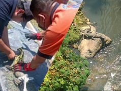 PC rescata a cocodrilo en barranca de Teziutlán