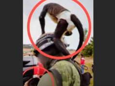 Mono araña murió tras enfrentamiento en Texcaltitlán, Edomex