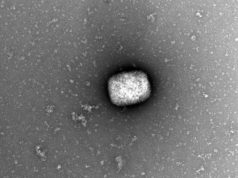 Hay cinco casos de la viruela del mono en México: López-Gatell