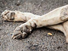 Vinculado a proceso por privar de la vida a un perro en Puebla