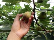 Impulsan comercialización de higo en Tlatlauquitepec