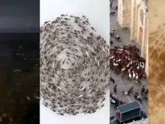 Ya no solo son ovejas: renos, hormigas, caballos y hasta orcas marchan en círculos | Video