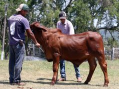 Mantiene SDR acciones para sanidad de ganado en Puebla