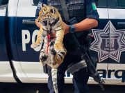 Detienen en Querétaro a pareja con cachorro de tigre y armas