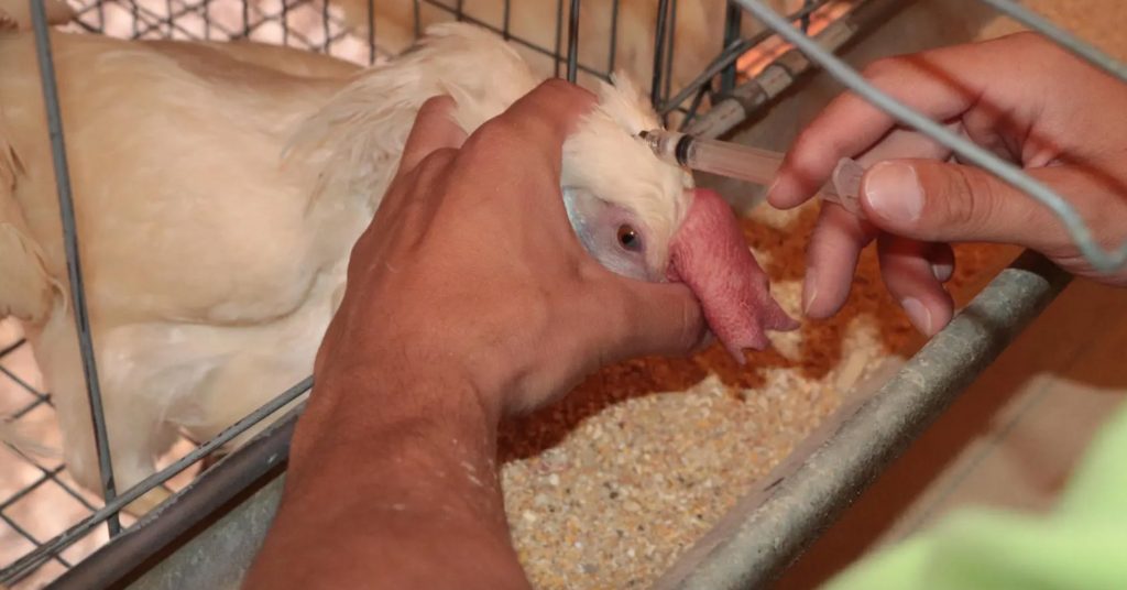 OPS detecta primer caso humano de influenza aviar A H5N1 en América Latina