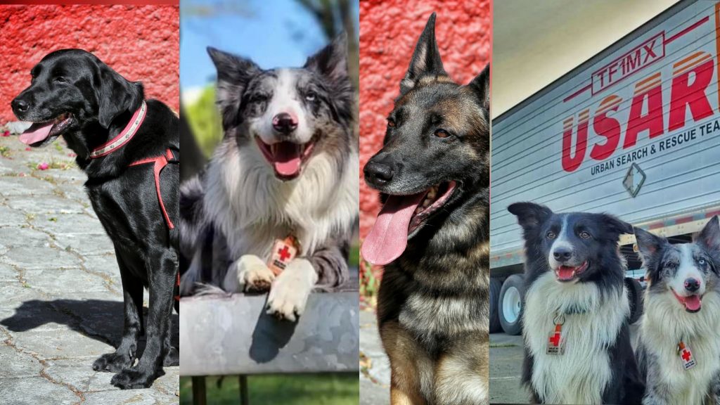¡Equipo de lujo! Perritos mexicanos rescatarán personas en Turquía