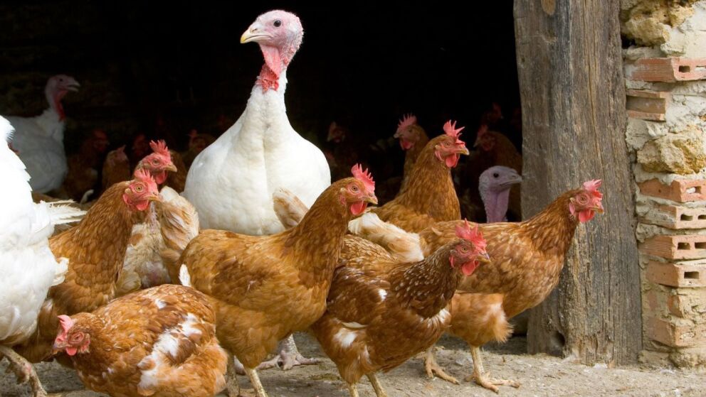 Influenza aviar repuntará en primavera; estos son los posibles riesgos