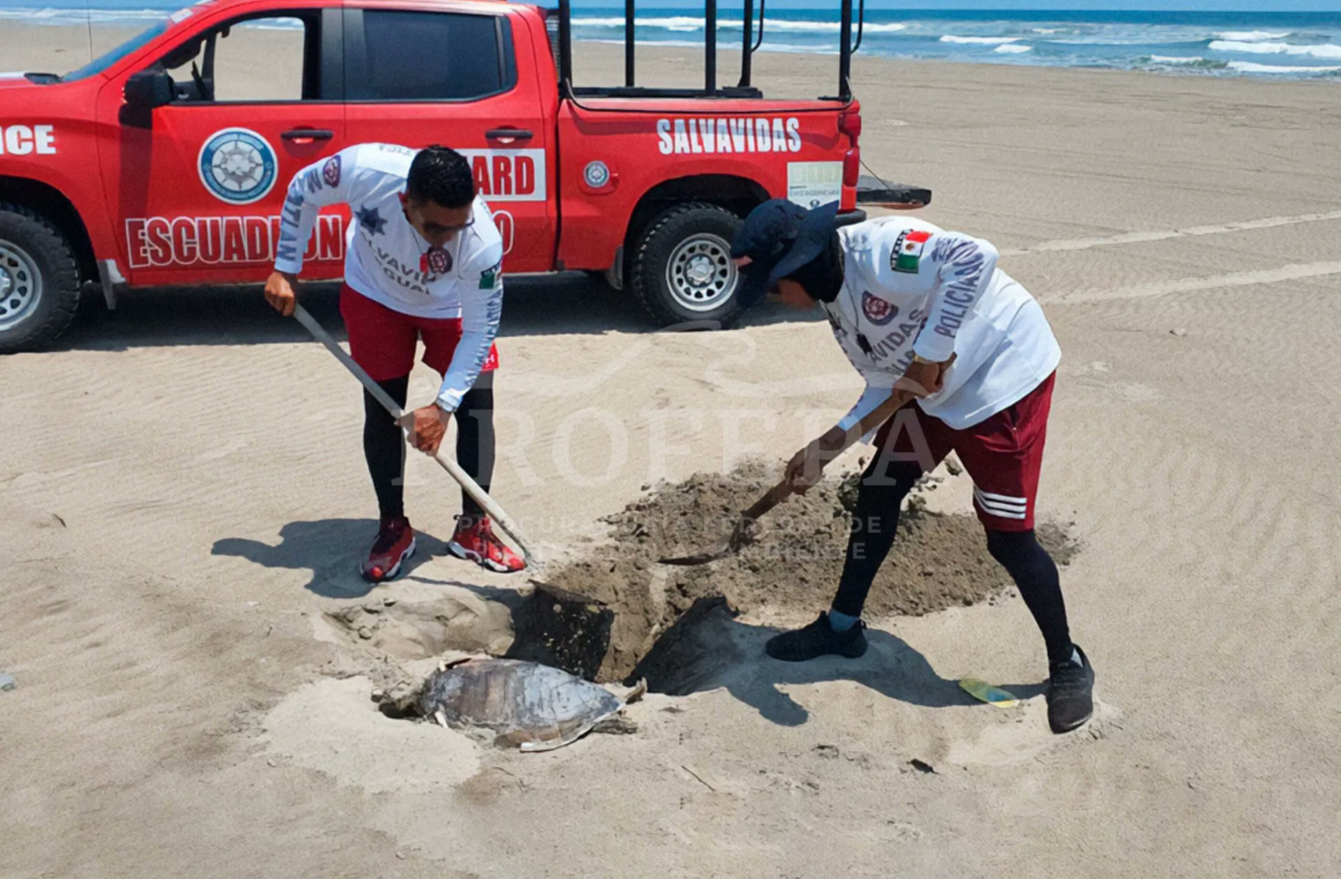 Marea Roja, posible causa de muerte de tortugas y delfines en México