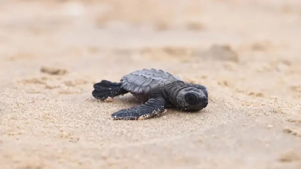 Tormenta “Alberto” destruyó más de 35 mil huevos de tortuga en Tamaulipas