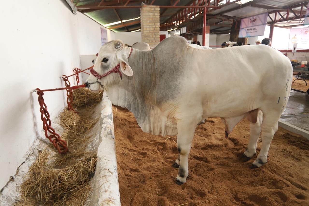 Comienza la Feria de Teziutlán con atractivos eventos