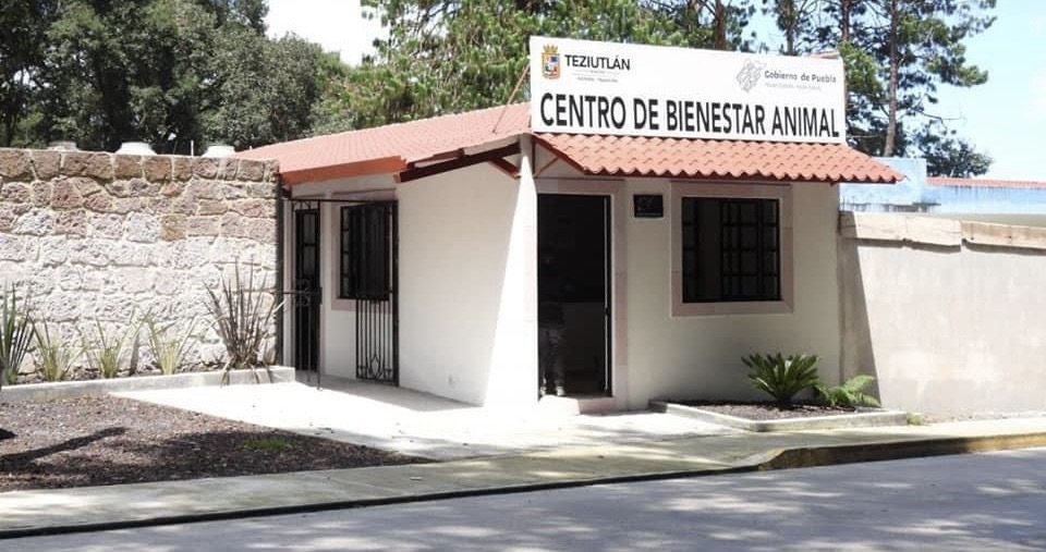 Ayuntamiento de Teziutlán activa Instancia de Bienestar Animal con jornada permanente de esterilización