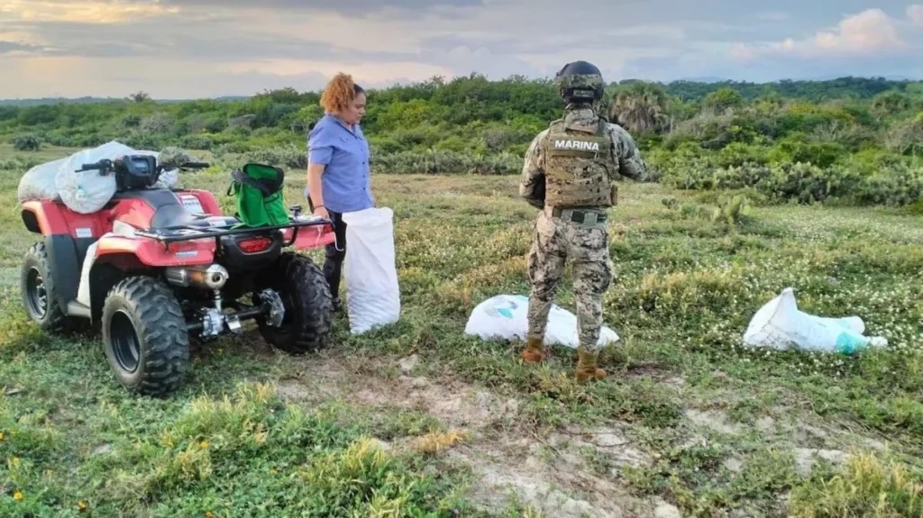 Marina rescata 4 mil huevos de tortuga golfina en Oaxaca; especie en riesgo