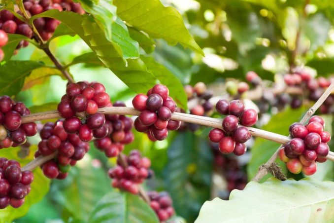 Seis pesos por kilo: lo que transnacionales pagan a cafeticultores de Tlatlauquitepec