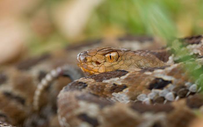 Mujer sufre mordedura de serpiente en Tlatlauquitepec
